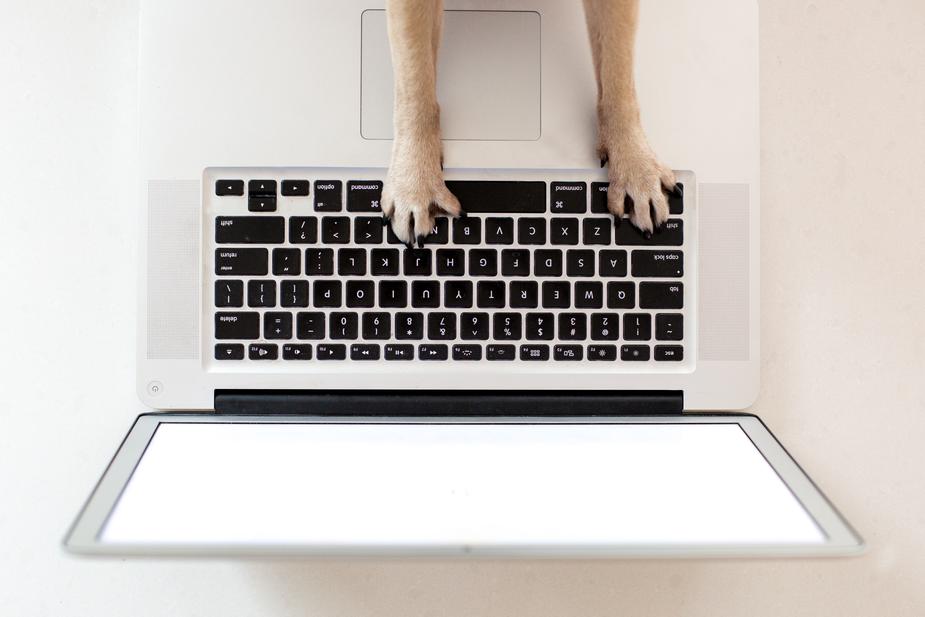 ideias de negocios home based para amantes de animais